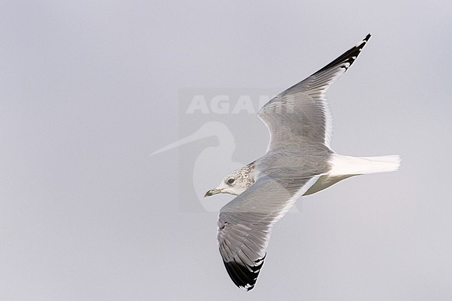 Common Gull - Sturmmöwe - Larus canus ssp. canus, Germany, 2nd cy stock-image by Agami/Ralph Martin,