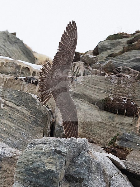 Gyrfalcon (Falco rusticolus) flying sideways against cliffs. Norway stock-image by Agami/Markku Rantala,