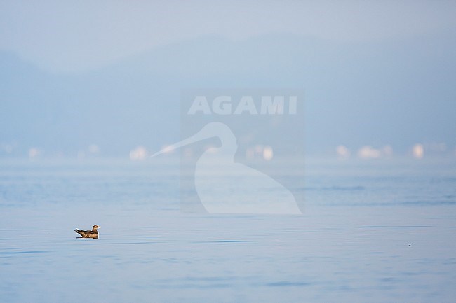 First-winter Arctic Skua (Stercorarius parasiticus) swimming on an inlake lake in Germany (Baden-Württemberg). stock-image by Agami/Ralph Martin,