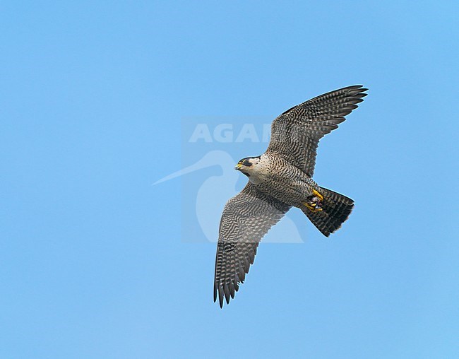 Peregrine Falcon (Falco peregrinus) flying in blue sky holding a small prey in its tallons stock-image by Agami/Ran Schols,