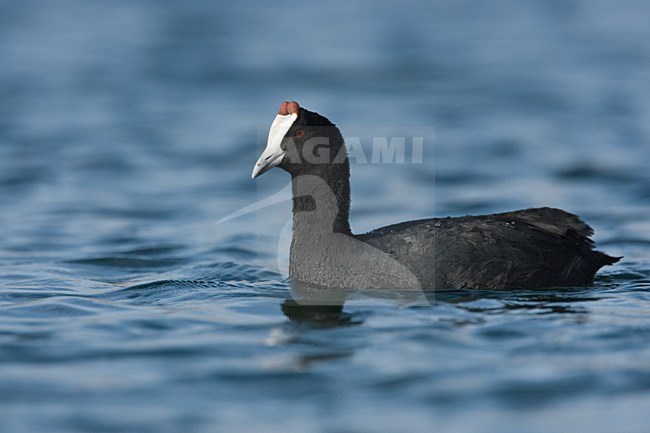 Zwemmende Knobbelmeerkoet; Swimming Red-knobbed Coot stock-image by Agami/Harvey van Diek,