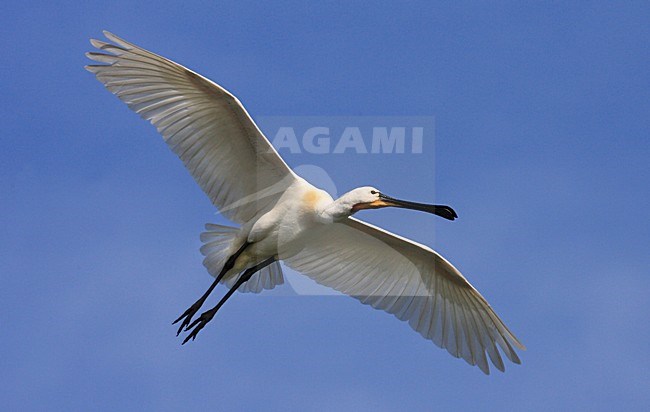 Volwassen Lepelaar in de vlucht; Adult Eurasian Spoonbill in flight stock-image by Agami/Jacques van der Neut,