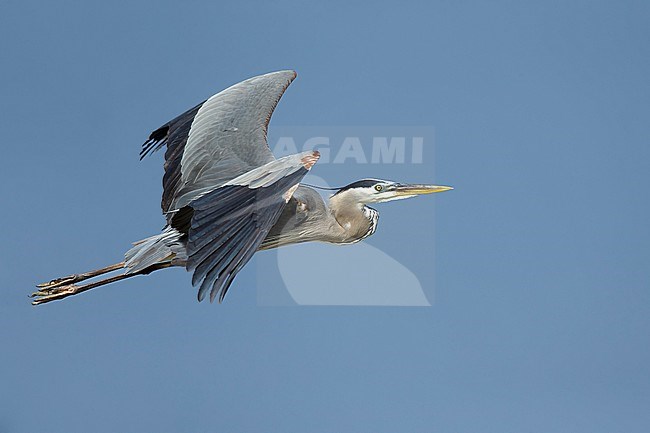 Adult breeding Great Blue Heron (Ardea herodias)
Galveston Co., Texas
April 2016 stock-image by Agami/Brian E Small,