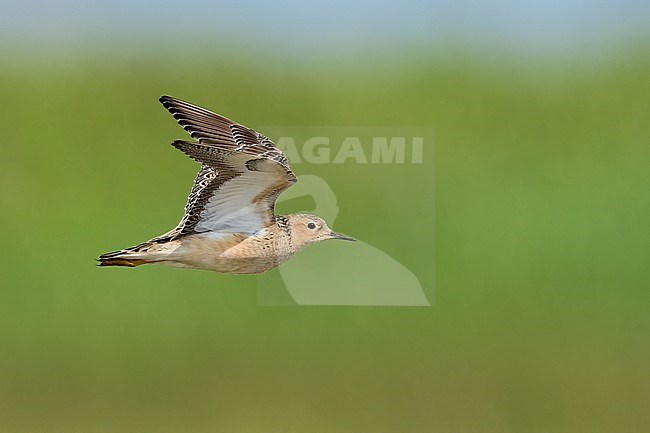 Adult breeding 
Galveston Co., TX
May 2023 stock-image by Agami/Brian E Small,