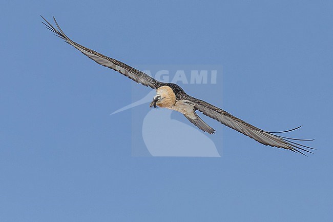 Adult  Bearded Vulture (Gypaetus barbatus) flying against blue sky  in the swiss alps. stock-image by Agami/Marcel Burkhardt,