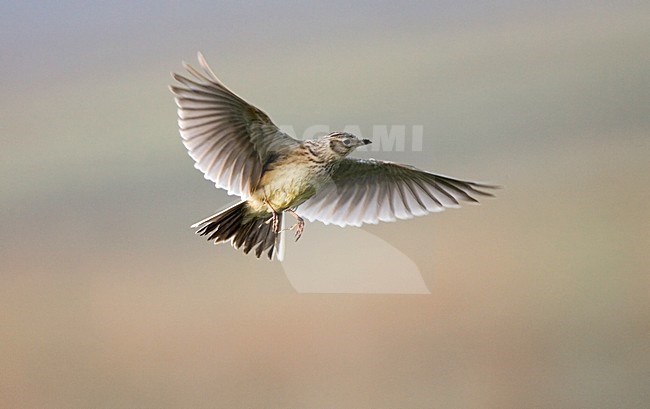 Eurasian Skylark flying; Veldleeuwerik vliegend stock-image by Agami/Marc Guyt,
