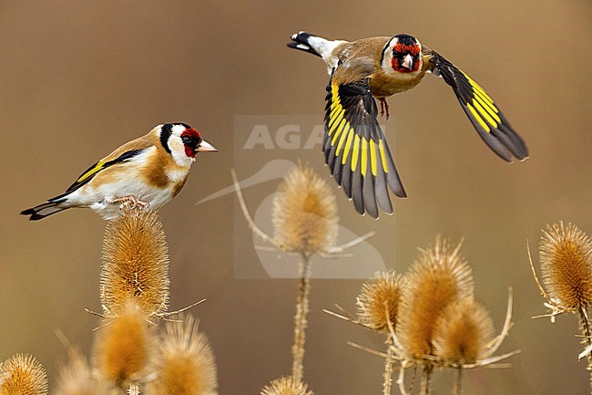 Eurasian Goldfinch (Carduelis carduelis) in Italy. stock-image by Agami/Daniele Occhiato,