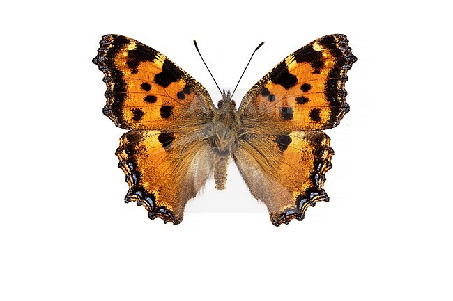 Large Tortoiseshell, Grote vos, Nymphalis polychloros stock-image by Agami/Wil Leurs,
