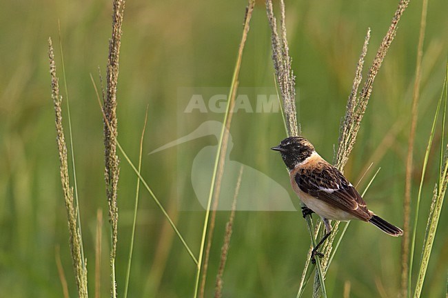 Roodborsttapuit, European Stonechat stock-image by Agami/Markus Varesvuo,