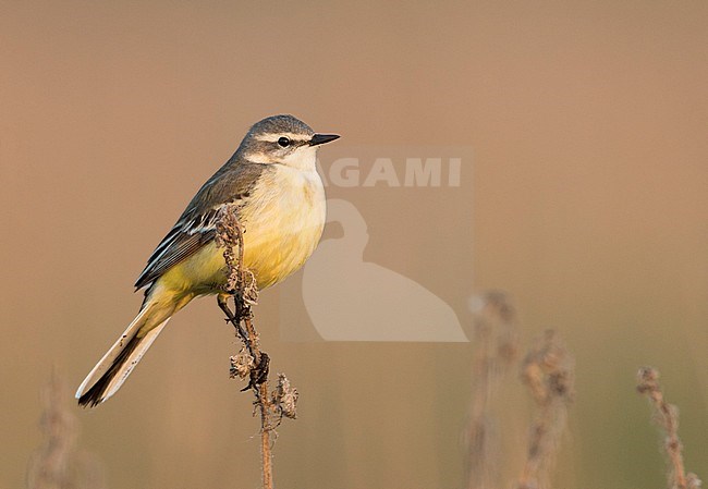 Sykes Wagtail - Schafstelze - Motacilla flava ssp. beema, Russia, adult female stock-image by Agami/Ralph Martin,