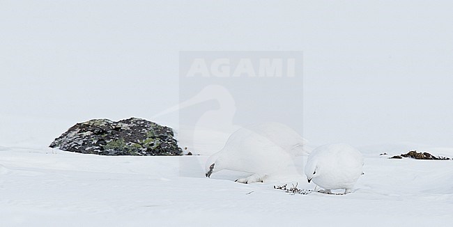Alpensneeuwhoen paartje in winterkleed, Rock Ptarmigan pair in winterplumage stock-image by Agami/Markus Varesvuo,