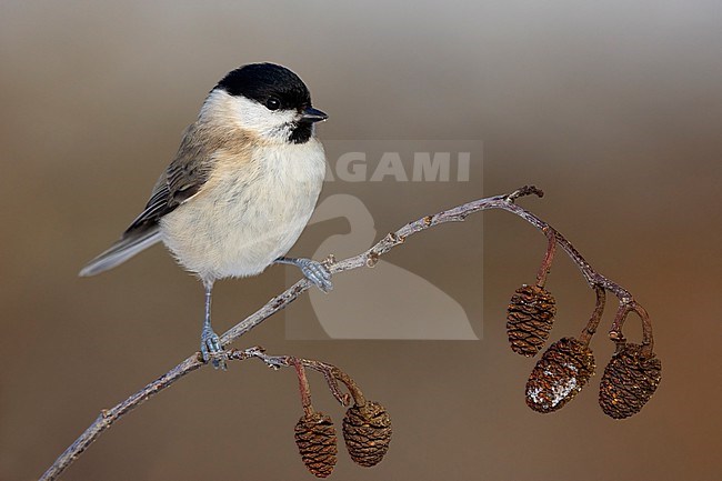 Marsh Tit (Poecile palustris italicus), front view of an adult perched on a branch, Campania, Italy stock-image by Agami/Saverio Gatto,