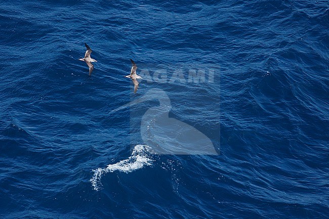 Scopoli's Shearwater - Gelbschnabel-Sturmtaucher - Calonectris diomedea, Spain (Mallorca), adult stock-image by Agami/Ralph Martin,