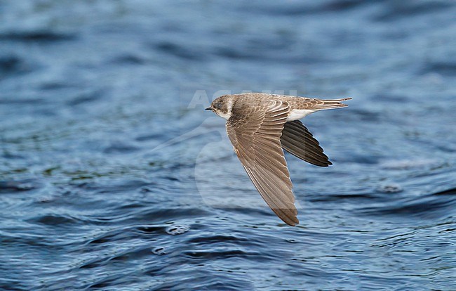 First-year Flying  Sand Martin (Riparia riparia) above water of river Maas showing upperside stock-image by Agami/Ran Schols,