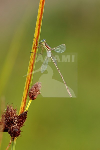 Rustende Zwervende Pantserjuffer; resting Shy Emerald Damselfly; stock-image by Agami/Walter Soestbergen,