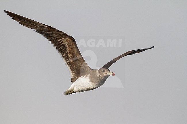 Sooty Gull - Hemprichmöwe - Larus hemprichii, Oman, adult, winter stock-image by Agami/Ralph Martin,