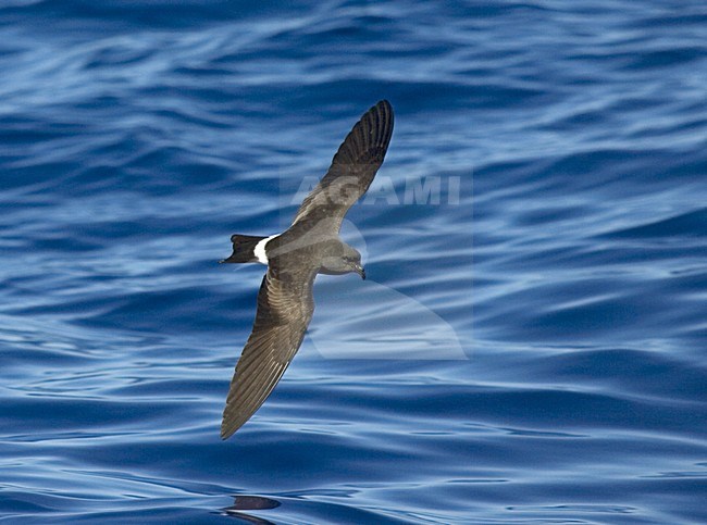 Band-rumped Storm-petrel flying;  Madeirastormvogeltje vliegend stock-image by Agami/Marc Guyt,