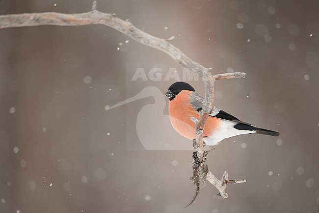 Mannetje Goudvink op een tak; Male Eurasian Bullfinch perched on a branch stock-image by Agami/Han Bouwmeester,