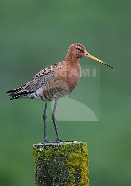 Icelandic Black-tailed Godwit (Limosa limosa islandica) standing on a wooden pole during spring on Iceland against a green background. Side view. stock-image by Agami/Markus Varesvuo,