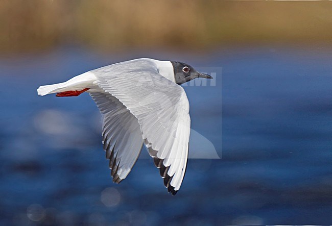 Vliegende adulte Kleine Kokmeeuw, Flying adult Bonaparte's Gull stock-image by Agami/David Hemmings,