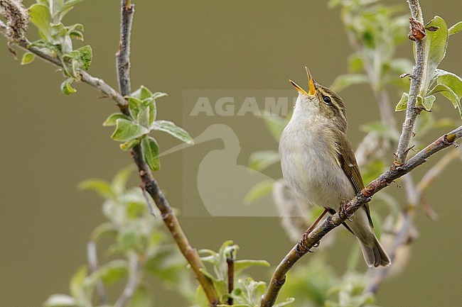 Arctic warbler (Phylloscopus borealis) perched on a branch in Nome, Alaska. stock-image by Agami/Glenn Bartley,