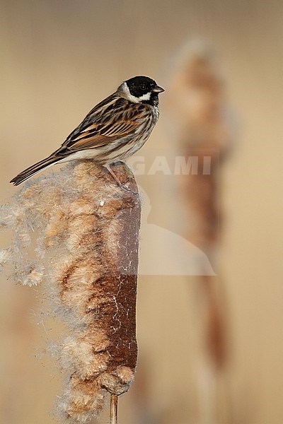 Rietgors zittend op Lisdodde; Common Reed Bunting perched on Cat's-tail stock-image by Agami/Chris van Rijswijk,