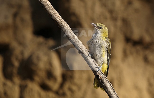 Juvenile Eurasian Golden Oriole (Oriolus oriolus) perched on a vertical branch near Debrecen in Hungary. stock-image by Agami/Helge Sorensen,