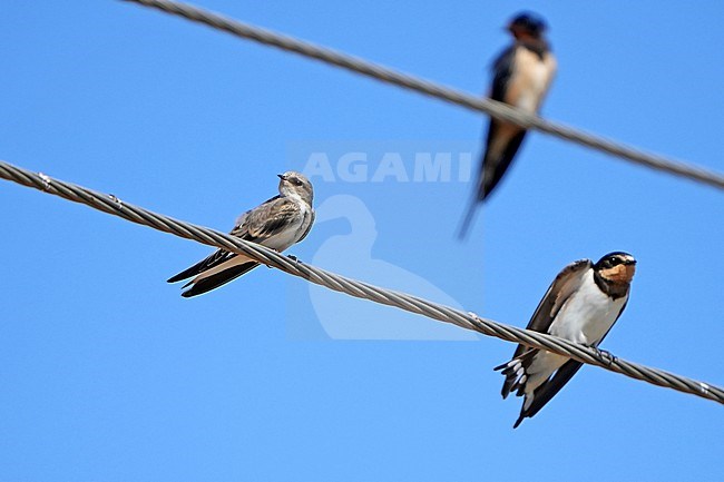 Pale Martin (Riparia diluta) during autumn migration in Mongolia. stock-image by Agami/Dani Lopez-Velasco,