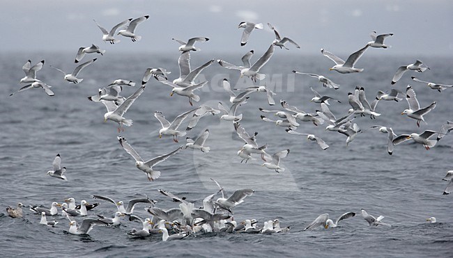 Zilvermeeuwen in de vlucht boven zee; European Herring Gulls in flight at sea stock-image by Agami/Markus Varesvuo,