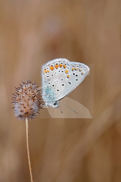 Icarusblauwtje / Common Blue (Polyommatus icarus) stock-image by Agami/Wil Leurs,