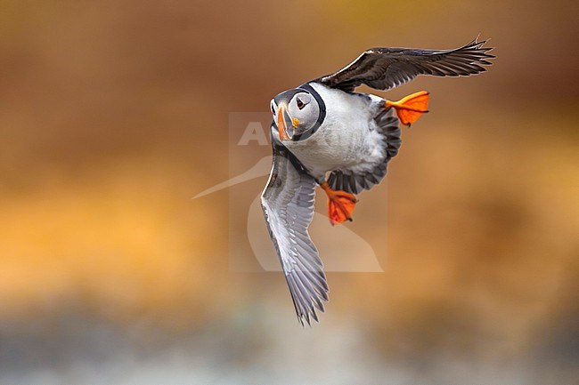 Adult Atlantic Puffin (Fratercula arctica) in breeding plumage in arctic Norway. stock-image by Agami/Daniele Occhiato,