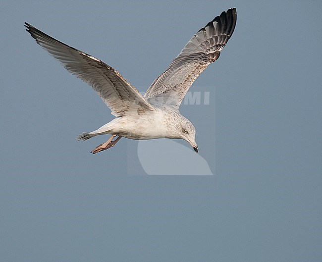 Immature (third-year) European Herring Gull (Larus argentatus) in flight along the coast of Katwijk in the Netherlands. Showing under and upper wing. stock-image by Agami/Arnold Meijer,