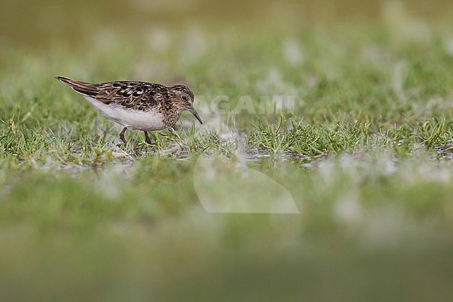 Temminck's Stint - Temminckstrandläufer - Calidris temminckii, Germany, breeding plumage stock-image by Agami/Ralph Martin,