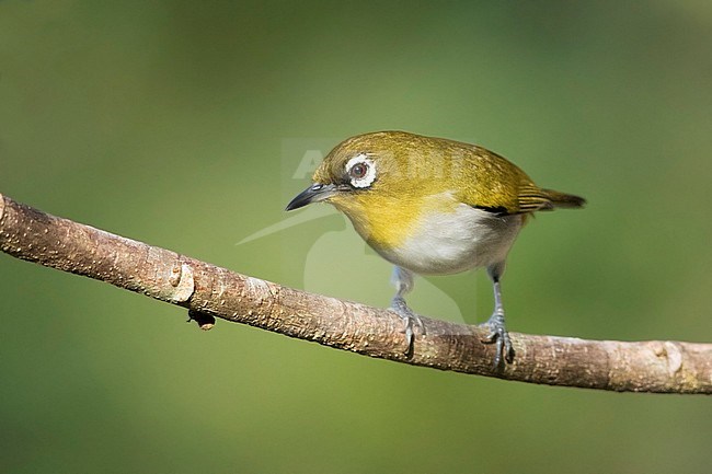 Ambonese Brilvogel, Ambon White-Eye stock-image by Agami/Dubi Shapiro,