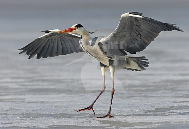 Blauwe Reiger staand op het ijs; Grey Heron standing on ice stock-image by Agami/Markus Varesvuo,