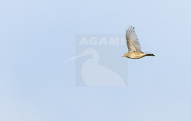 Autumn migrant American Buff-bellied Pipit, Anthus rubescens rubescens, on Bermuda. Bird in flight. stock-image by Agami/Marc Guyt,
