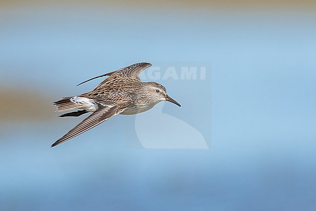 Adult breeding
Galveston Co., TX
May 2023 stock-image by Agami/Brian E Small,