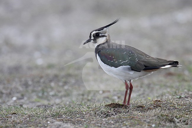 Kievit in een weiland; Northern Lapwing in a field stock-image by Agami/Chris van Rijswijk,