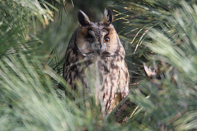 Ransuil zittend op tak; Long-eared Owl perched on branch stock-image by Agami/Chris van Rijswijk,