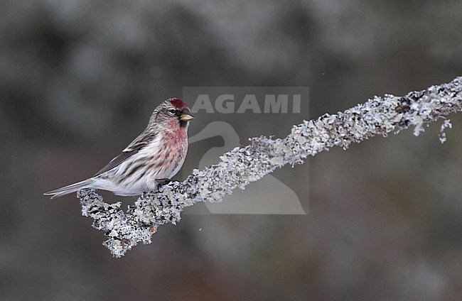 Mealy Redpoll (Acanthis flammea flammea), male at Kaamanen, Ivalo in Finland. stock-image by Agami/Helge Sorensen,