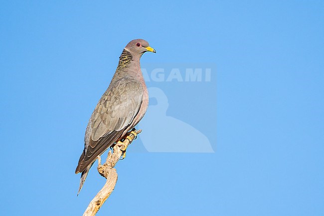 Adult
Santa Barbara Co., CA
November 2022 stock-image by Agami/Brian E Small,