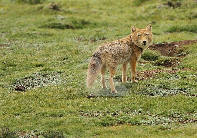 Tibetan sand fox (Vulpes ferrilata) walking on the upland plains on the Tibetan Plateau of China. stock-image by Agami/James Eaton,