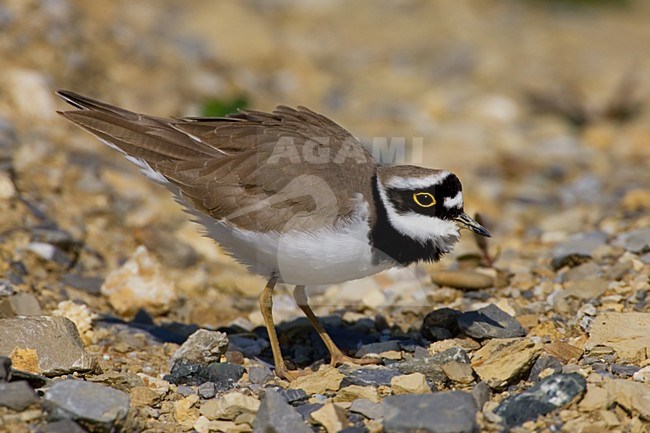 Little Ringed Plover standing; Kleine Plevier staand stock-image by Agami/Daniele Occhiato,