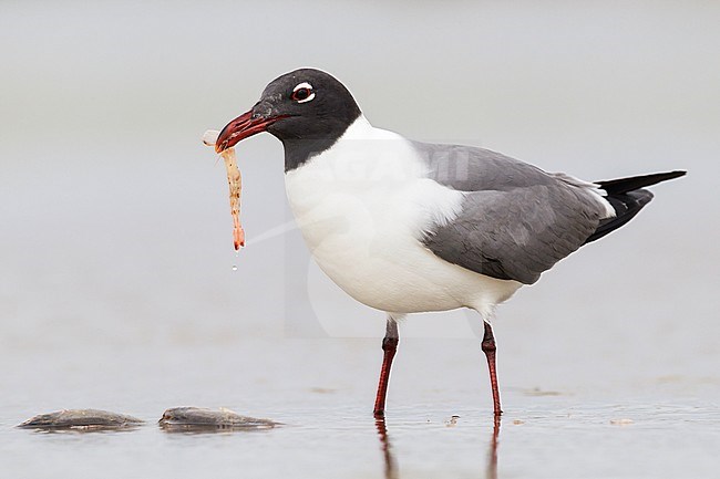 Adult breeding
Galveston Co., TX
April 2012 stock-image by Agami/Brian E Small,