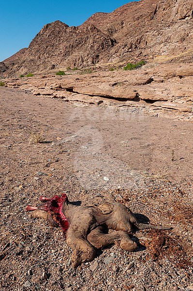 A newborn elephant, dead of natural causes, lies in a gravel plain. Skeleton Coast, Kunene, Namibia. stock-image by Agami/Sergio Pitamitz,