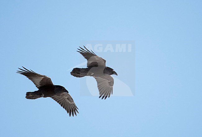 Twee raven in vlucht, Two Common Ravens in flight stock-image by Agami/Markus Varesvuo,