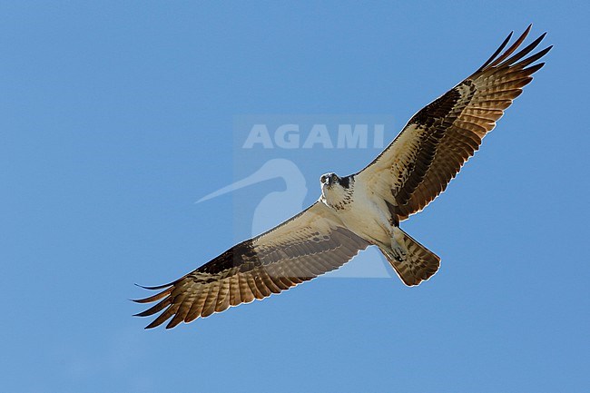 American Osprey, Pandion haliaetus carolinensis, in flight seen from below. stock-image by Agami/Chris van Rijswijk,