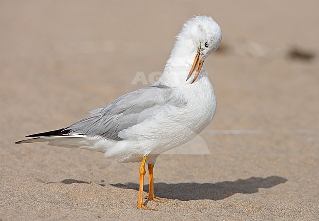 Onvolwassen Dunbekmeeuw; ImmatureSlender-billed Gull, stock-image by Agami/Jari Peltomäki,