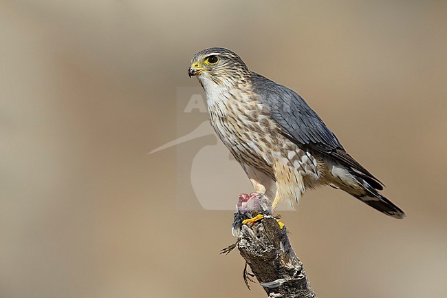 Adult male American Merlin (Falco columbarius columbarius) wintering in Riverside County, California, in November. Perched on a dead branch against a brown background. stock-image by Agami/Brian E Small,