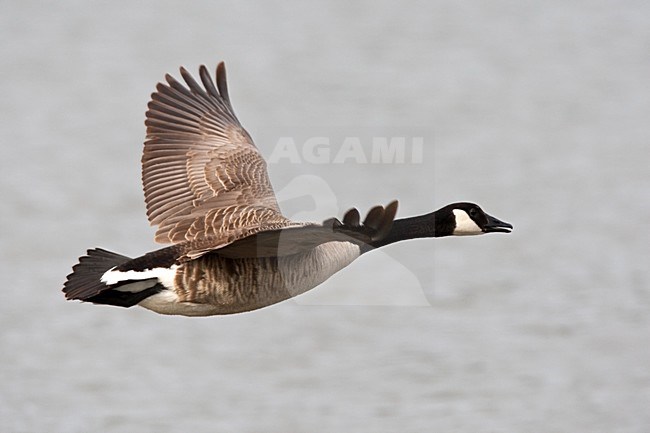 Canadese Gans in vlucht; Greater Canada Goose in flight stock-image by Agami/Roy de Haas,